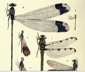 Dragon Flies from Classic Fly Fishing Books at flyfisher.com